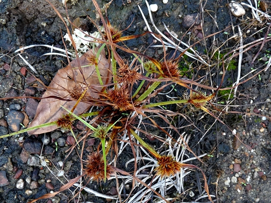 {Cyperus squarrosus}